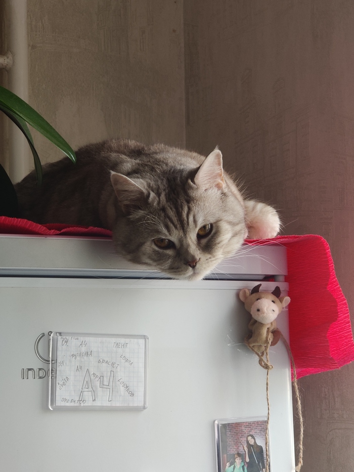 ������ ����