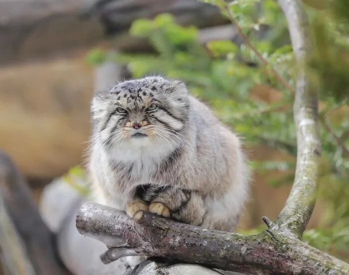 Please the fluffy... Pet the cat! - Pallas' cat, Small cats, Cat family, Fluffy, Pet the cat, Predatory animals, Wild animals, Yokohama, Japan, Zoo, Rare view, Red Book, Positive, Longpost