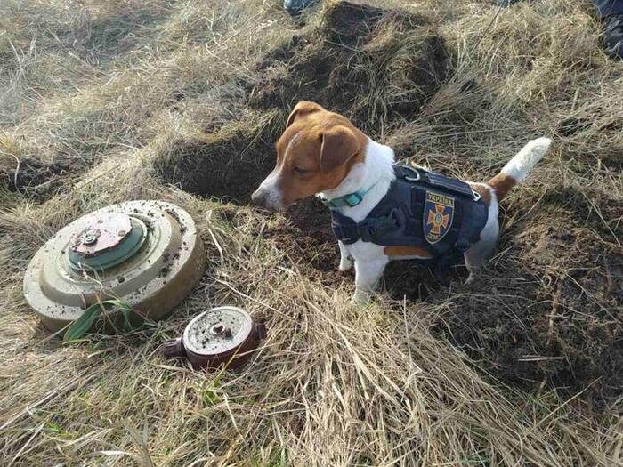 Chernihiv rescuers showed a photo of a dog from a team of pyrotechnicians - Ministry of Emergency Situations, Rescuers, Service dogs, Pyrotechnician, Chernihiv, Video, Vertical video, Longpost, Dog, Milota, Jack Russell Terrier