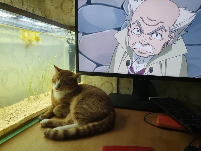 Cat, aquarium, anime - My, cat, Aquarium, Anime
