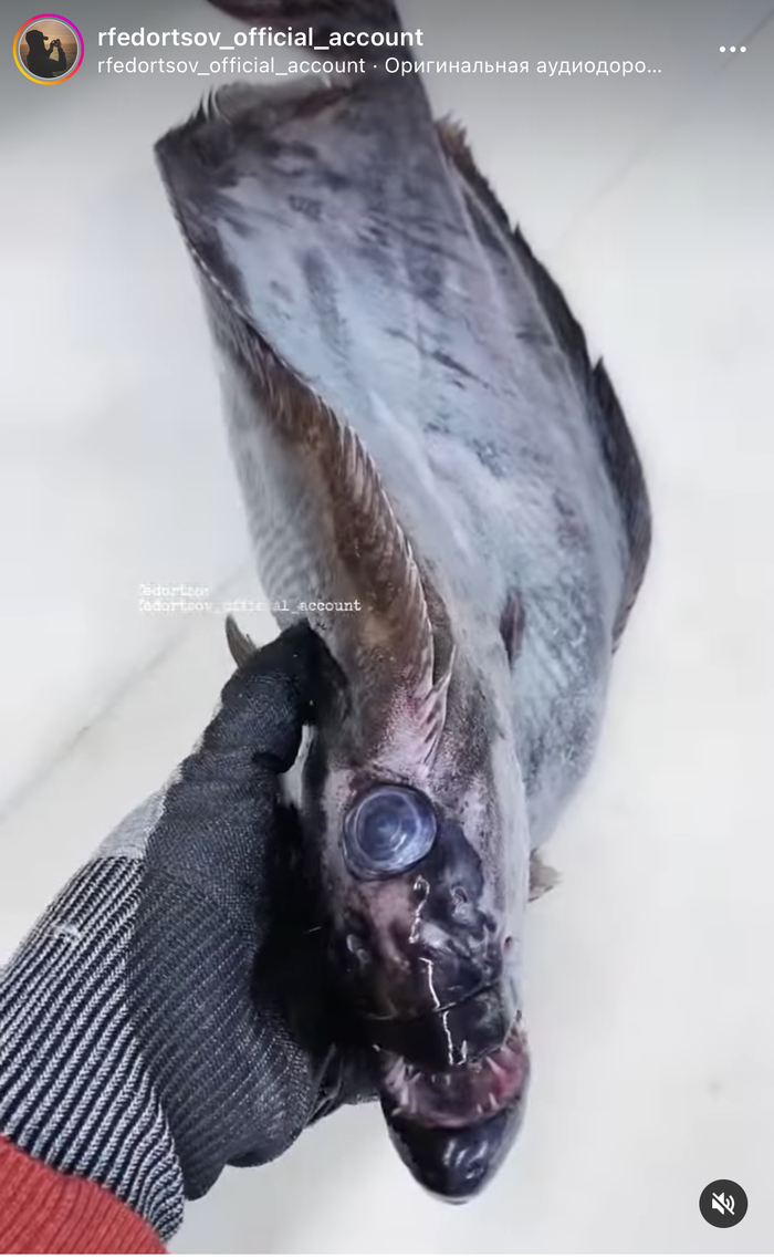 � ������� ���� ����� ����� ����� ��������