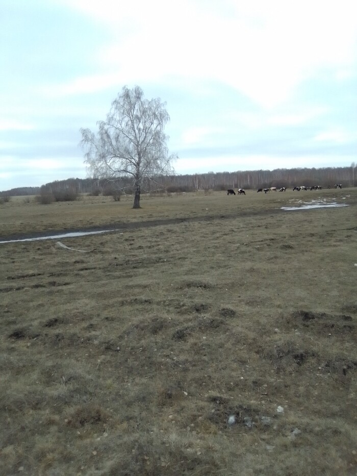 Первый день после зимы Корова, Одинокий пастух