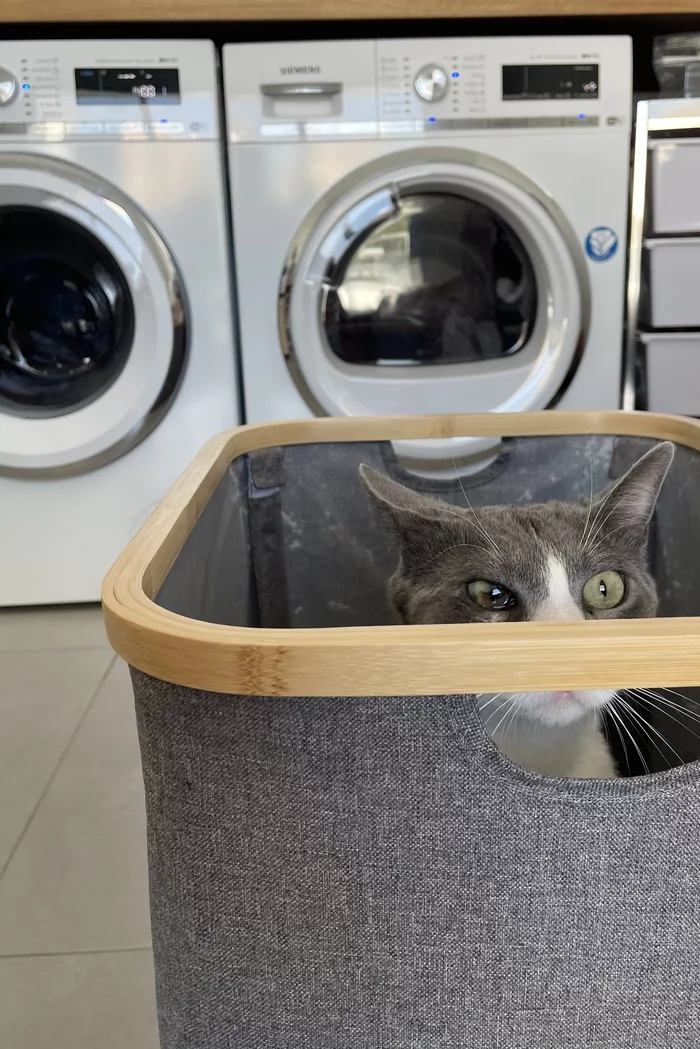 Кошку я свою выкладывал, теперь пришла очередь кота - Моё, Кот, Кусь, Длиннопост
