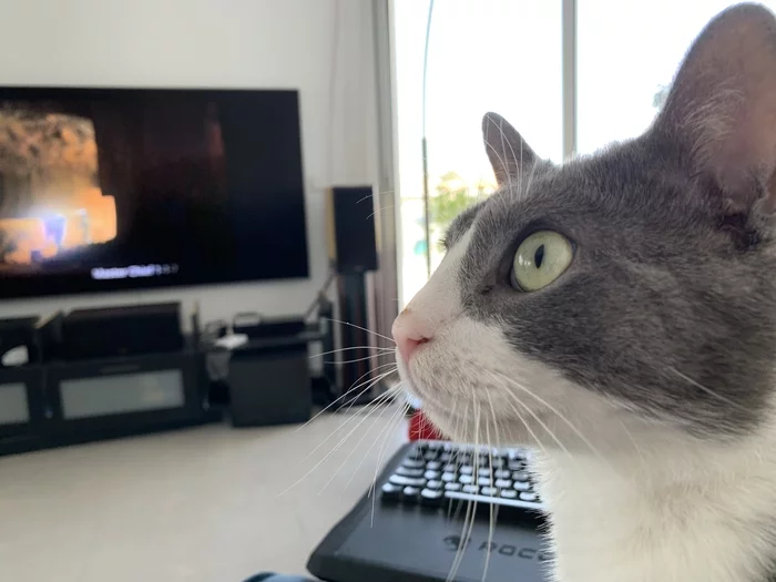 Кошку я свою выкладывал, теперь пришла очередь кота - Моё, Кот, Кусь, Длиннопост