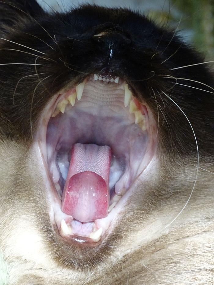 Зевака Тайская кошка, Кот, Фотография, Зевота, Зевака, Рот, Язык