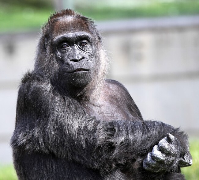 Response to the post In Berlin, the oldest gorilla in the world named Fatou celebrated its 65th birthday - Gorilla, Birthday, Monkey, Cake, Primates, Zoo, Berlin, Germany, Wild animals, Interesting, Reply to post, Around the world