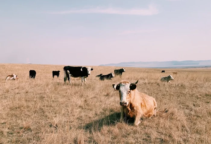 Reclining - My, Cow, Relaxation, Khakassia, Animals, Nature