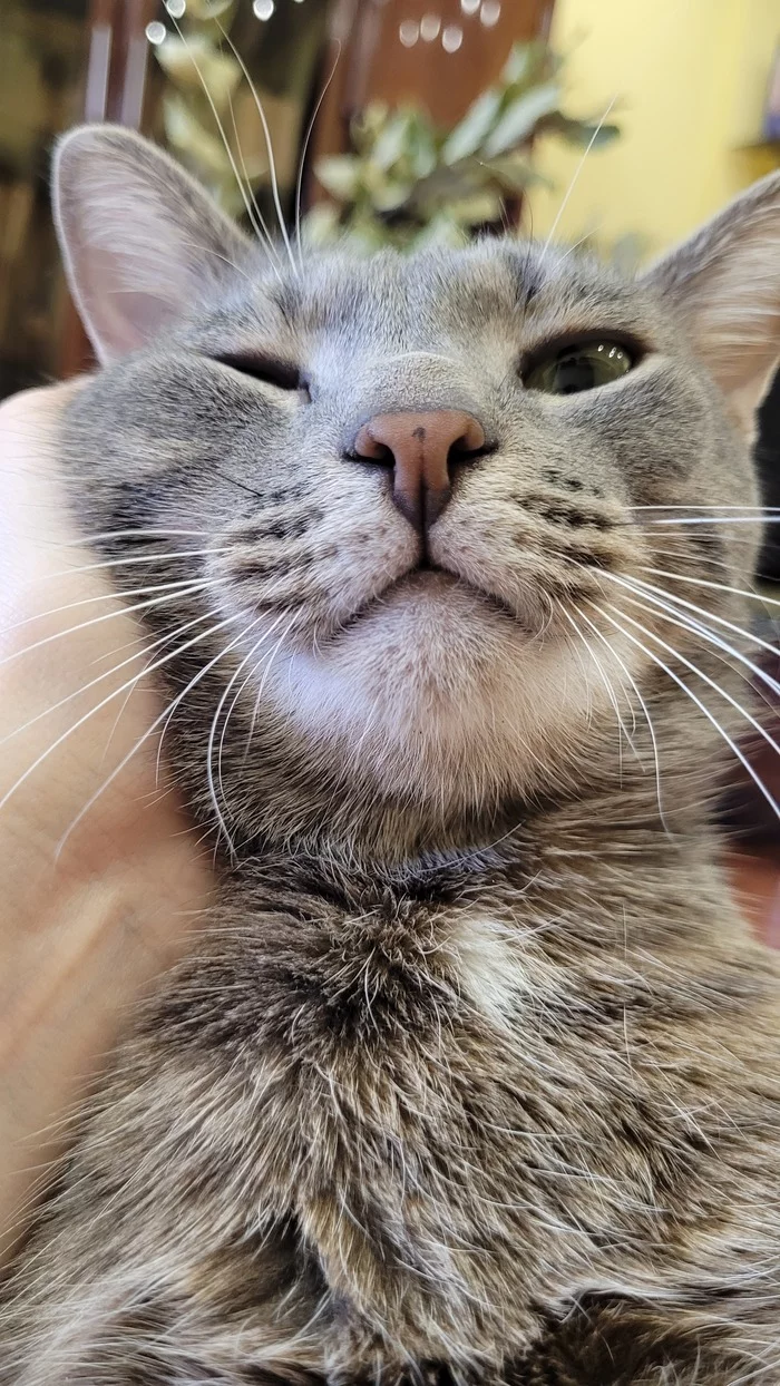 Serious muzzle - My, cat, Fat cats