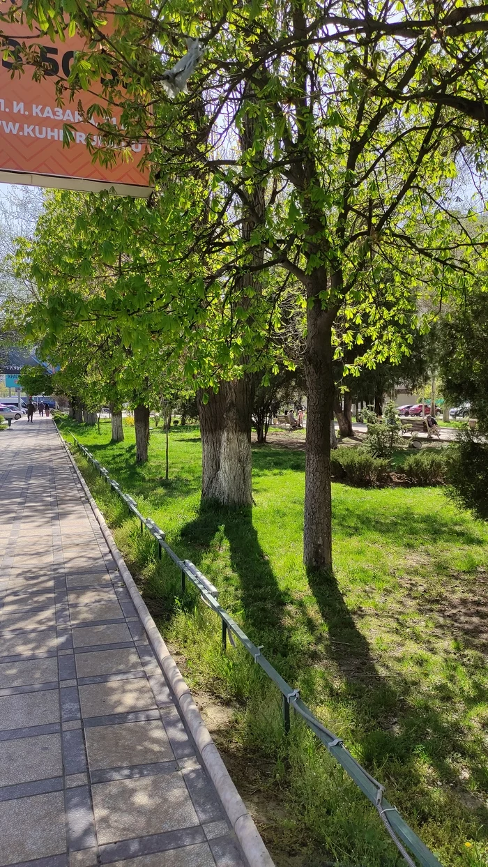 Sunny weather in Makhachkala, Republic of Dagestan - My, Spring, Dagestan, The photo, Heat, Weather, beauty