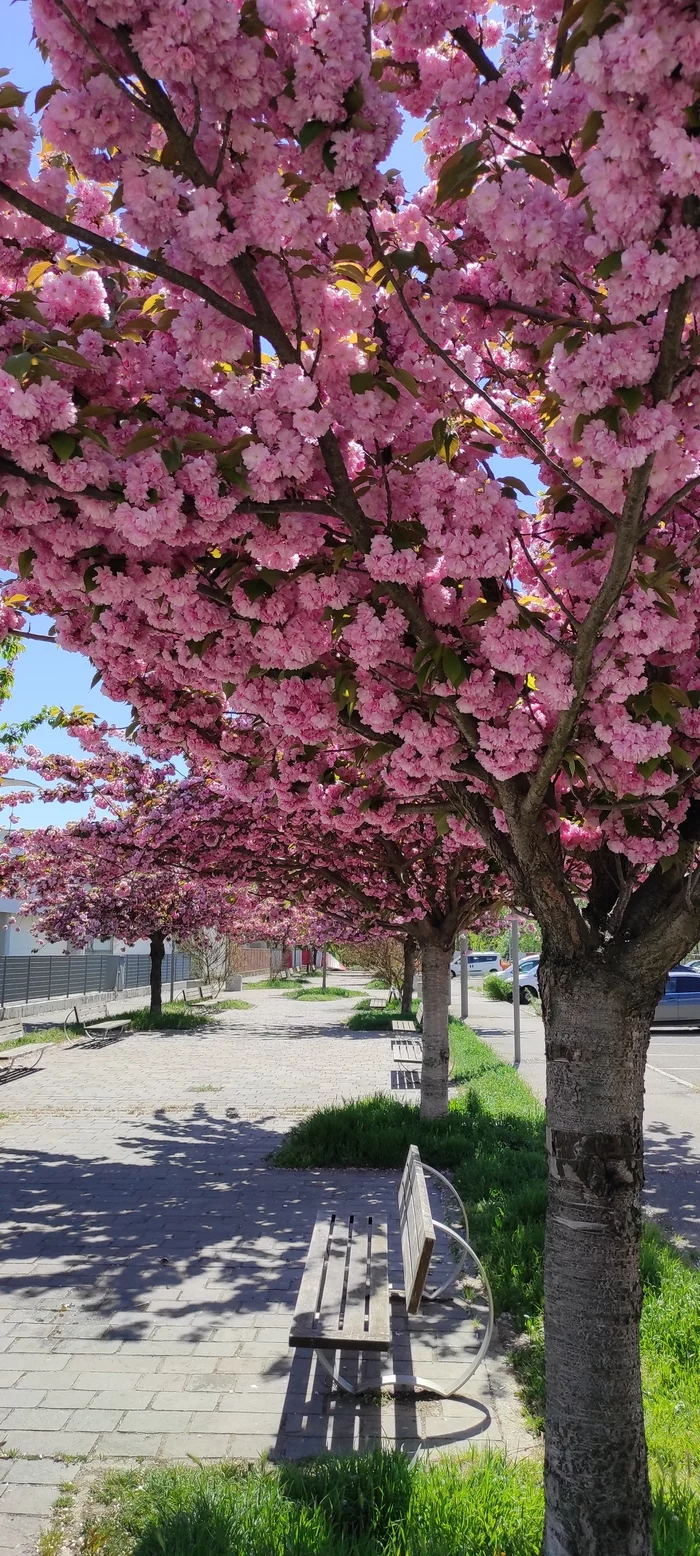 Pink Alley - My, Flowers, Tree, Mobile photography, Longpost