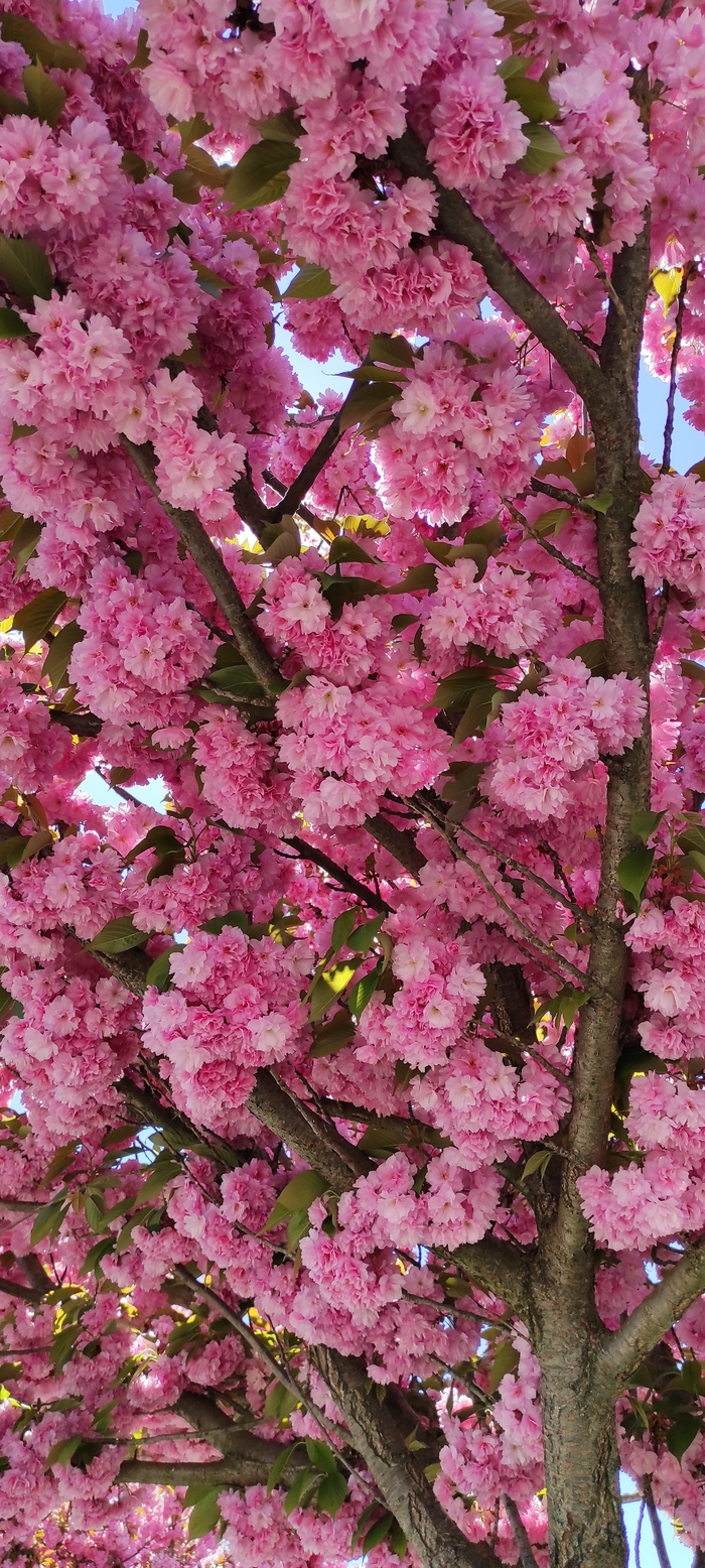Розовая аллея Цветы, Дерево, Мобильная фотография, Длиннопост