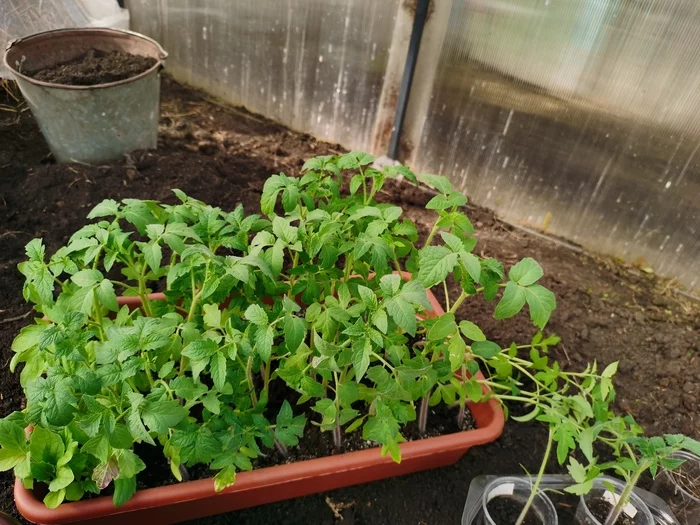 Seedlings so pret and tomatoes and peppers and flowers mid-April - My, Seedling, Tomatoes, Pepper, Flowers, Garden, Garden, Plants, Video, Youtube