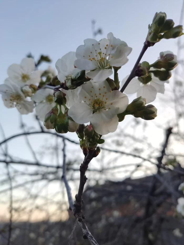 Spring) - Spring, Flowers, Longpost