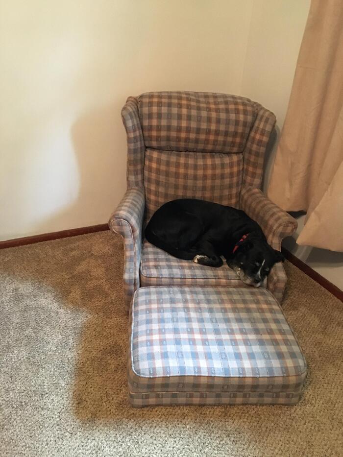 When sobanya has aged and can no longer jump into her favorite chair - Armchair, Old age, Dog