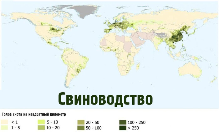 Мировые центры свиноводства