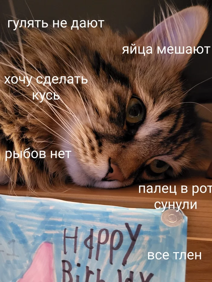 Just a cat and his thoughts - My, Кружки, cat, Siberian cat, Canada, Thoughts, Longpost, Picture with text, Mat