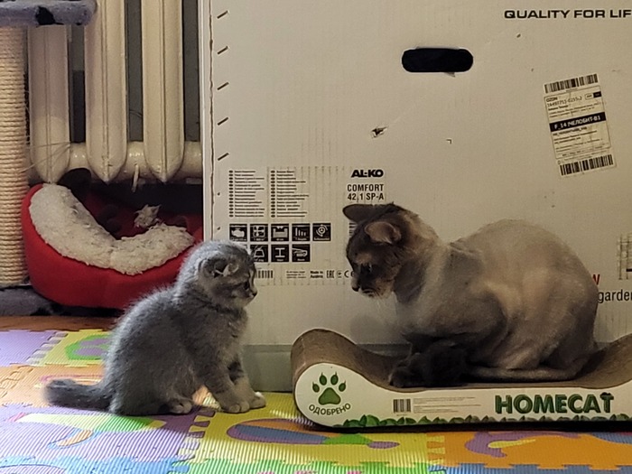 �������� ������� �����