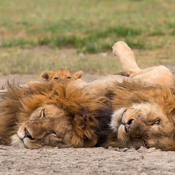 Кто-то должен охранять, пока взрослые спят