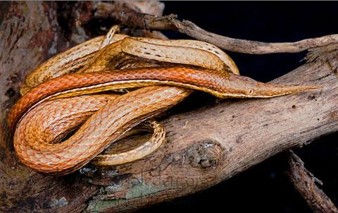Madagascar leaf-nosed snake - Snake, Reptiles, Biology, Madagascar, Longpost