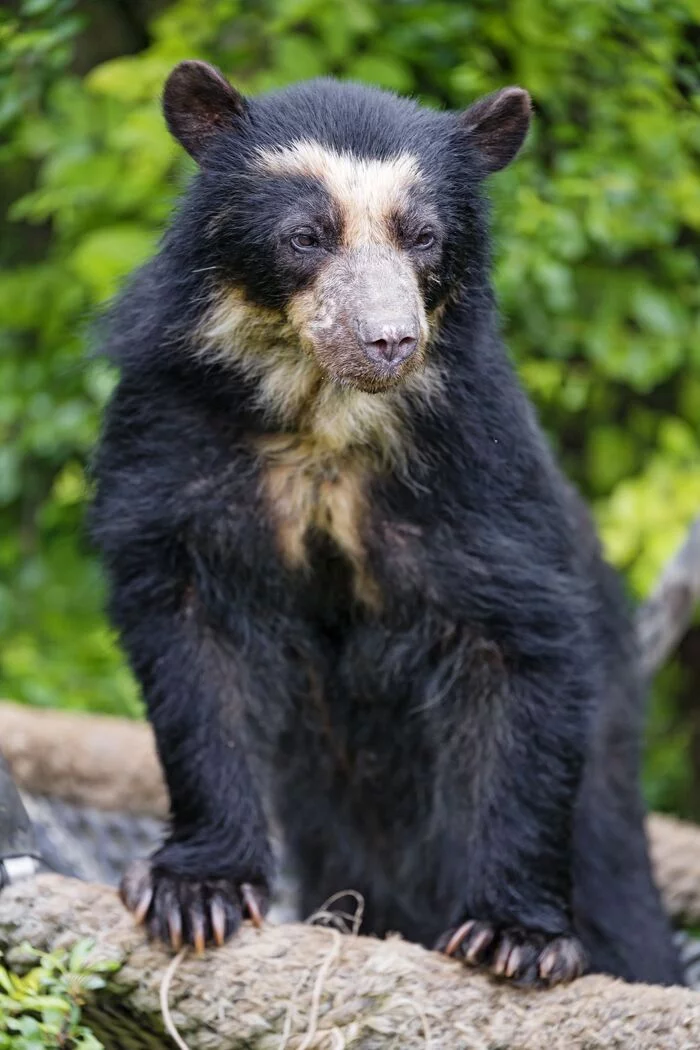 Spectacled (Andean) bears - The Bears, Spectacled bear, Predatory animals, Wild animals, Rare view, Zoo, The photo, Longpost