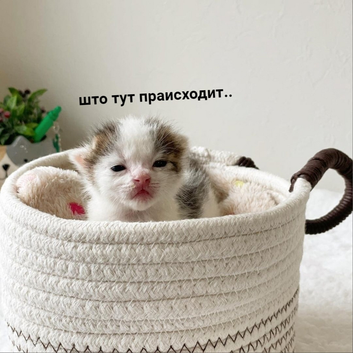 Ни хатю работать