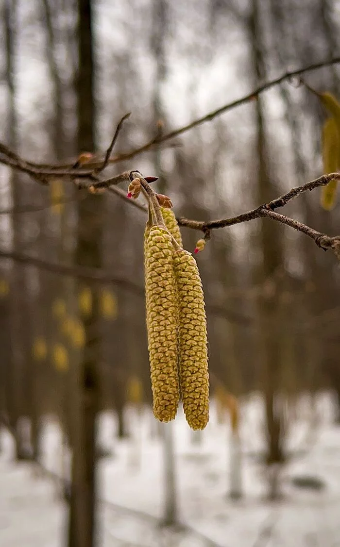 Hazel, alder and willow: trees bloomed in the natural territories of Moscow - Ecology, Nature, Plants, Moscow, Eco-city, Video, Longpost