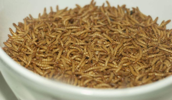 Geneticists took up the breeding of mealworms - Informative, Biology, Research, Nauchpop, Worm