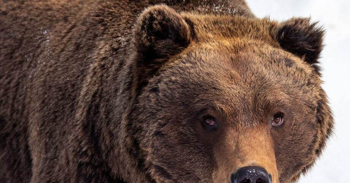 Бурый медведь тело. Бурый медведь на Чукотке. Медведь Восточной Сибири. Медведь хищник. Бурый медведь на острове Врангеля.