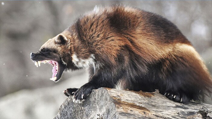 ����� Ururushe4ka � �������� ����� ������� ������� �����