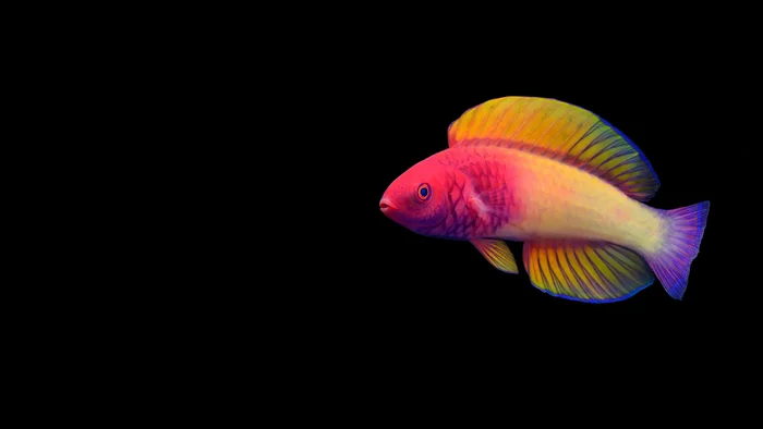 The best scientific images of March.  Pink Guban - Informative, Wrasse, Scientists, Research, The science, A fish