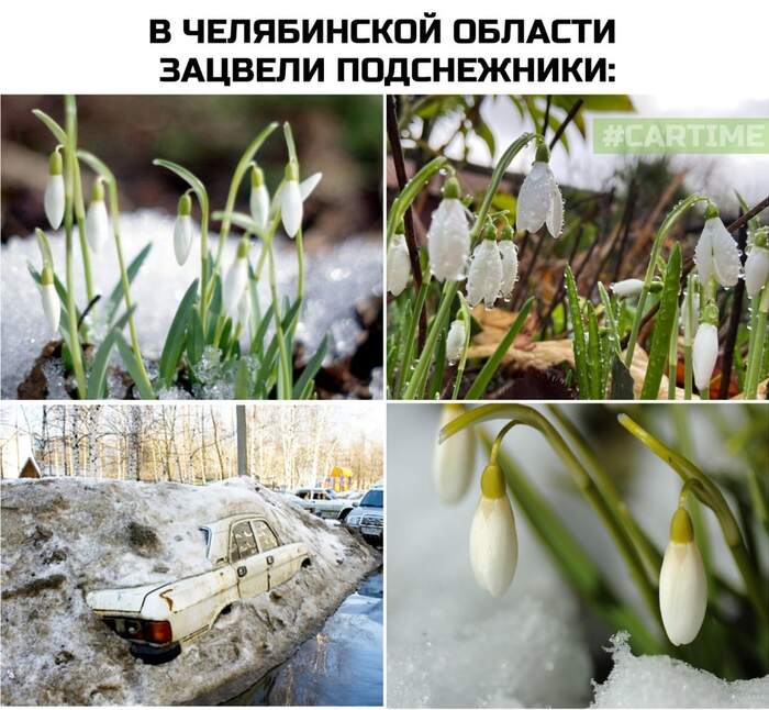 Snowdrops... - My, Memes, Auto, Snowdrops flowers, Chelyabinsk region, Picture with text