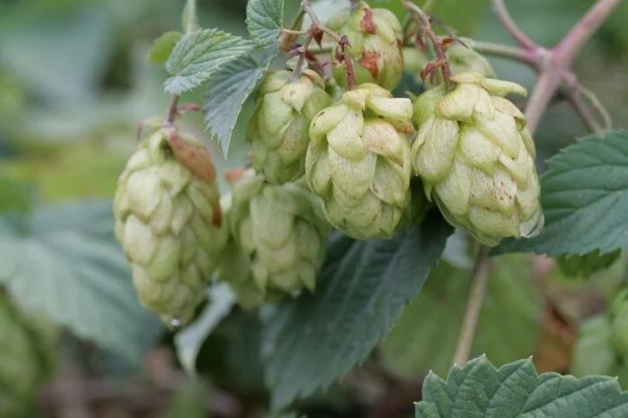 Chuvashia promises to provide brewers with hops by 65% by 2030 - Alcohol, news, Beer, Import substitution, Hop, Chuvashia, Informative, Products