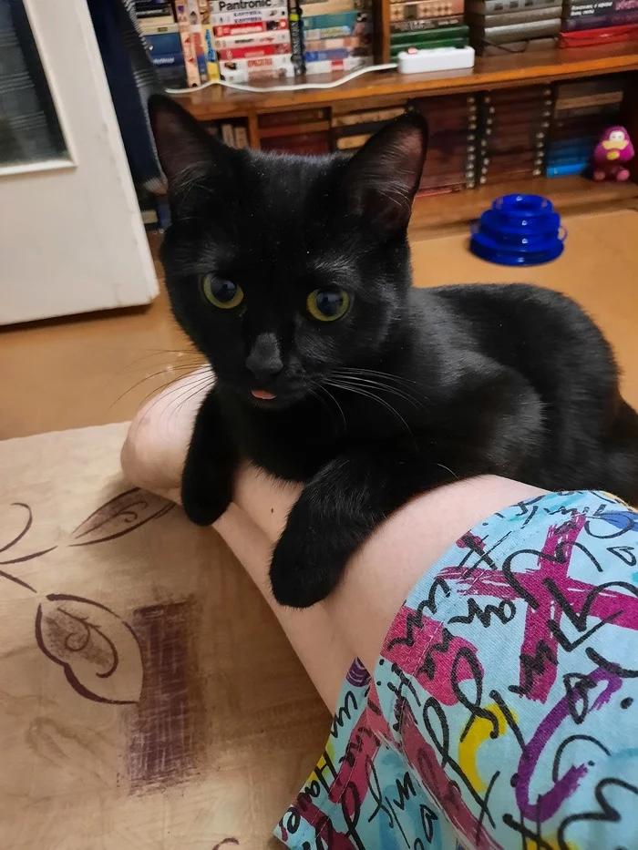 Foot warmer - My, cat, Milota, Pets, Kindness, Black cat