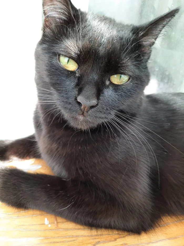 Sunbathing - My, Black cat, cat, Milota, Pets, Kindness