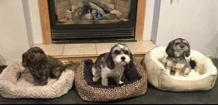 Wireless doorbells on a charge - Dog, Lounger, Milota