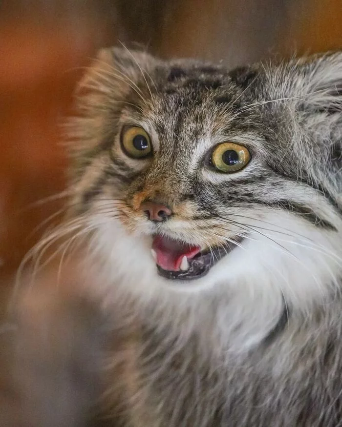 Have you seen the joyful manul? - Pallas' cat, Small cats, Cat family, Fluffy, Pet the cat, Predatory animals, Wild animals, Yokohama, Japan, Zoo, Rare view, Red Book, Positive