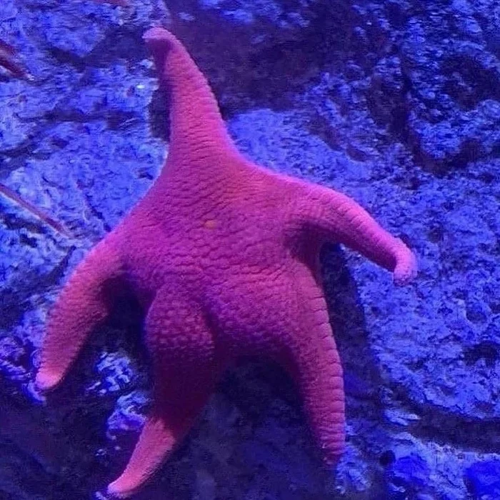 Patrick found! - Animals, Starfish, SpongeBob