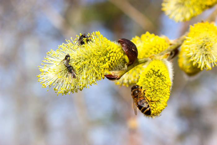 первая пыльца 2022 сезона природа, насекомые, пчелы, весна, пчеловодство, пыльца, видео, youtube, длиннопост