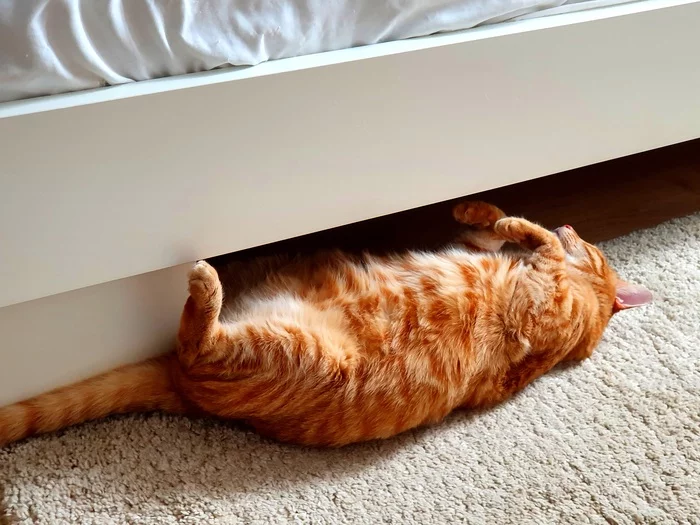 I'm so comfortable! (c) Bebeska - My, cat, Dream, Redheads, Pets
