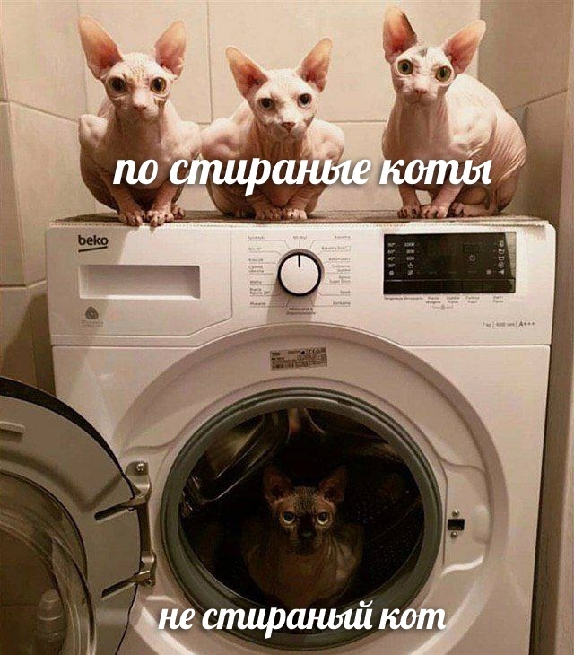 ������ �����