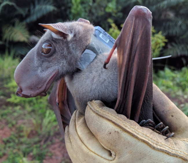 Hammerhead - Bats, Bats, Wild animals, Western Africa, Middle Africa, Africa, wildlife, Ebola, Longpost