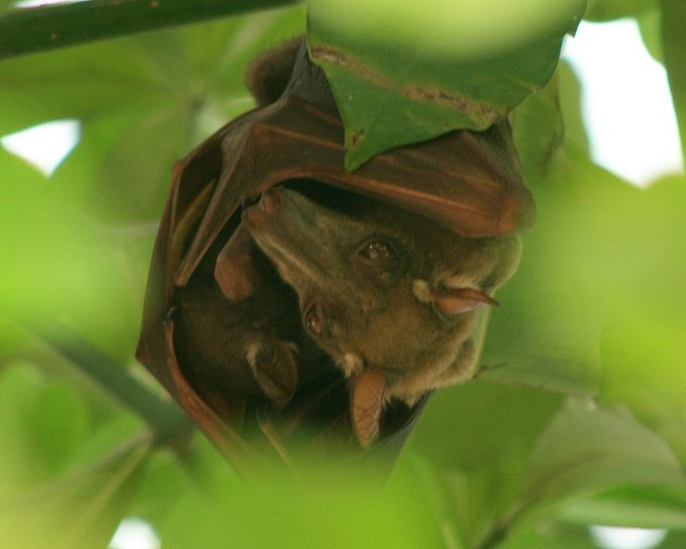 Hammerhead - Bats, Bats, Wild animals, Western Africa, Middle Africa, Africa, wildlife, Ebola, Longpost