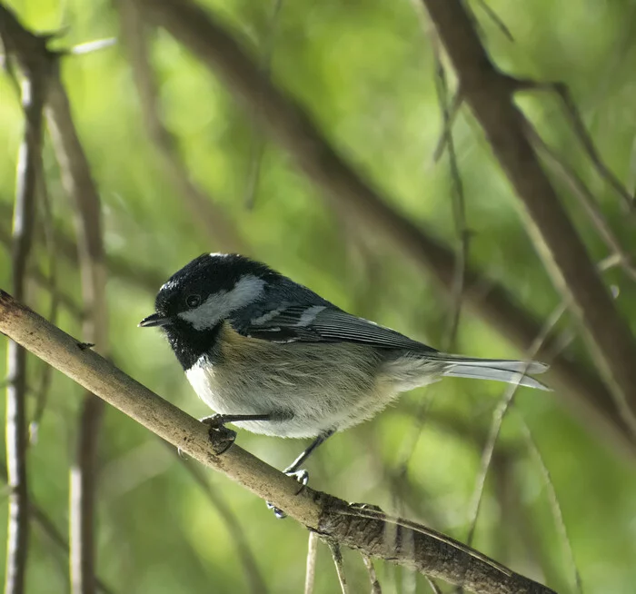 and moskovka in one beak - My, The nature of Russia, Birds, Nature, Ornithology, Forest, Tit, Schelkovo, The photo, Photo hunting, Hobby