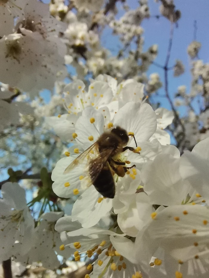 And we have spring. - My, Spring, Cherries, The photo, Bloom, Bees, Macro photography