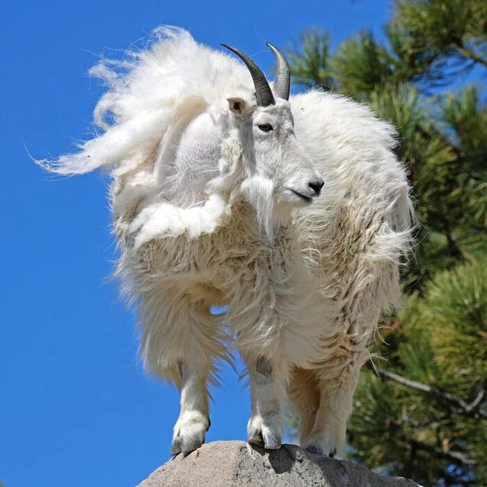 Snow goat Elbert of the Denver Zoo - Zoo, Artiodactyls, Snow goat, Animals, North America, Longpost