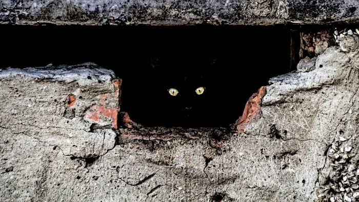 Walls don't just have ears - My, Street photography, The photo, cat, Wall, Eyes, Black cat