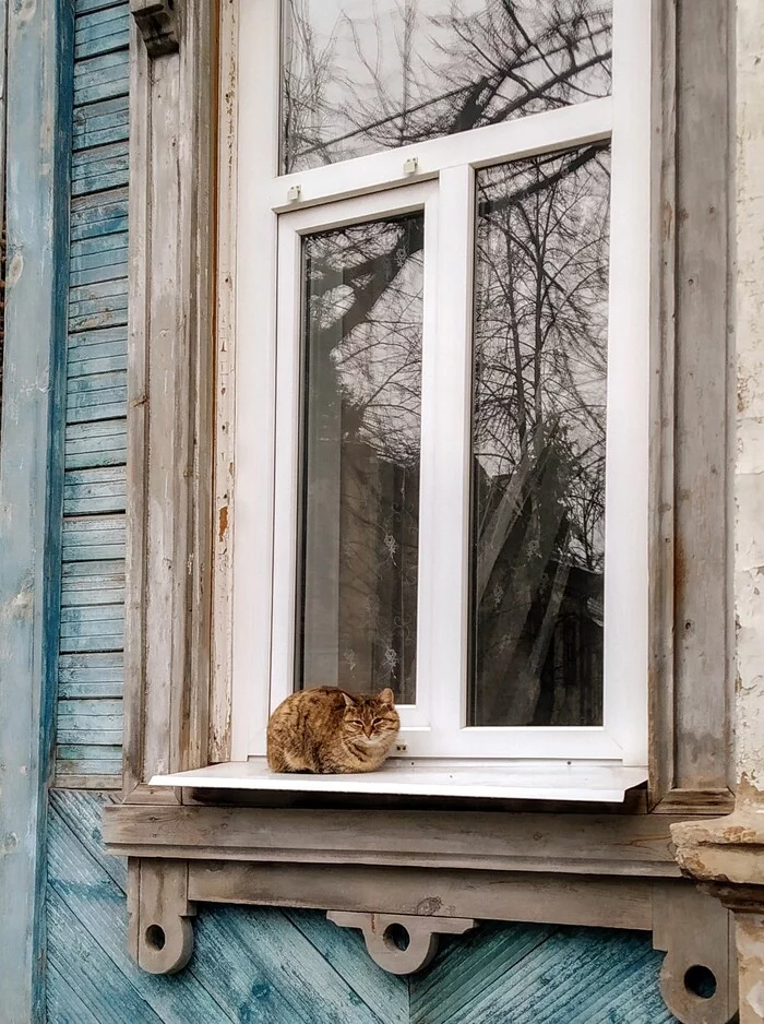 Morning cat - My, cat, Morning, Ulyanovsk, The street, Town, Longpost