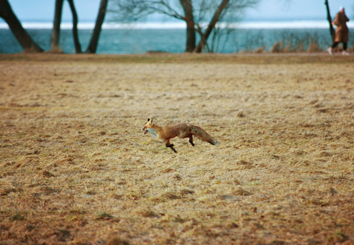 По лисьим делам