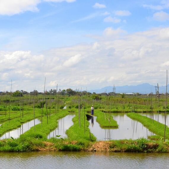 Floating gardens on Lake Inle - Informative, sights, Lake, Asia, Myanmar, Southeast Asia, The culture, Traditions, Garden, Agriculture, Сельское хозяйство, Longpost