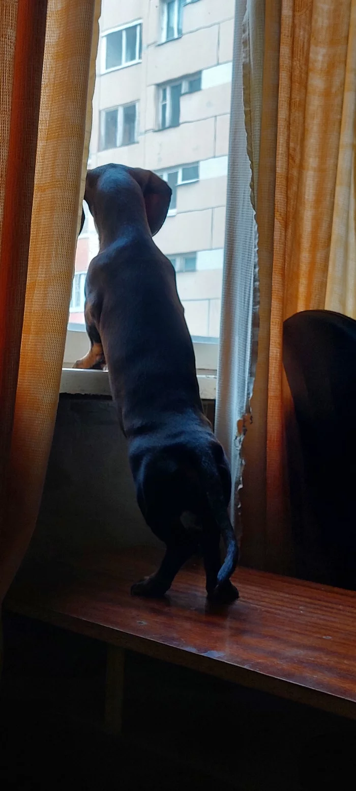 Observation post - My, Dachshund, Puppies, Observers, Longpost